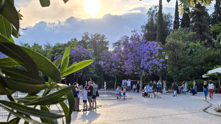 Η Εποχή του Μωβ στο Πάρκο – Όταν Ανθίζουν οι Τζακαράντες
